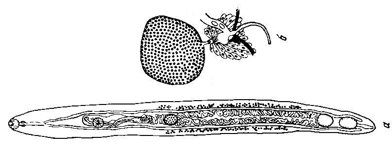 Представитель Семейства Telorchiidae